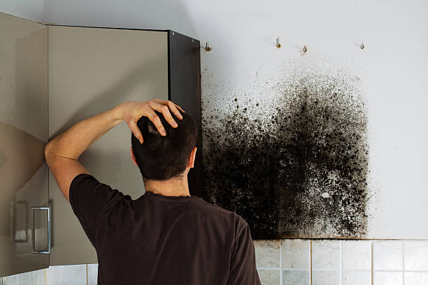 Best Professional Mold Removal  in Milliken, CO